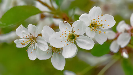 Spring white flowers on a green background