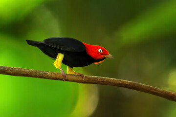 Red-capped manakin (Ceratopipra mentalis) sitting on a branch