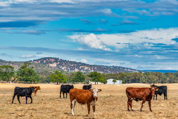 Cows grazing in the meadow at country WA Perth