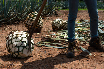 Hay varias bolas de agave en el campo.