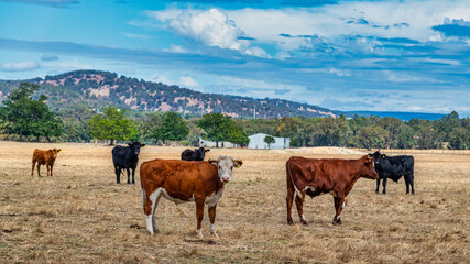 Obraz premium Cows grazing in the meadow at country WA Perth