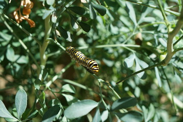 caterpillar on ruda plant