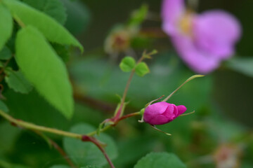 Wild Alaska rose bushes are common throughout the boreal forest.