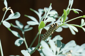 butterfly on milkweed