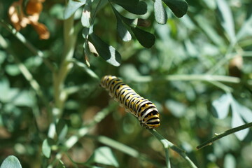 caterpillar on rue 