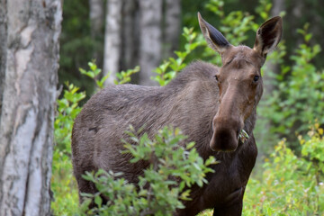 A wild Alaska moose munching on fresh summer leaves.