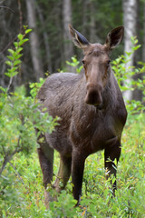 Fototapeta premium A wild Alaska moose munching on fresh summer leaves.