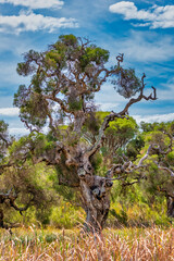 Australian twisted branch tree in country WA