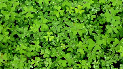 Fototapeta premium green leaves background