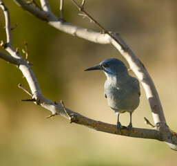 Scrub Jay blue jay perched on lilac bush