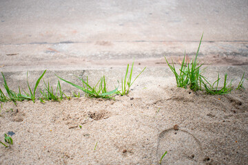 green grass in the ground sand nature beautiful backgound