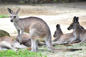 Fototapeta premium オオカンガルー