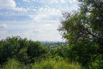 la forest in the morning