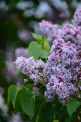 Purple Lilacs early spring