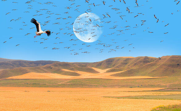 Flock of White Storks in flight with white full moon "Elements of this image furnished by NASA