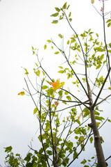green and yellow leaves on a branch in the cloudy sky