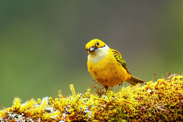 Silver-throated tanager (Tangara icterocephala) sitting on a branch