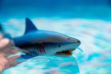 Fototapeta premium Great white shark plastic toy on the surface of a swimming pool
