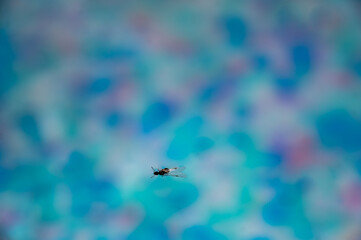 winged insect floating on the surface of a swimming pool