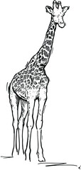 Hand drawn realistic sketch of giraffe