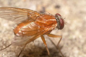 Close up shot of a Slender Orange Bush Fly Dichaetomyia norrisi 