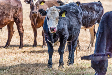 Cows grazing in the meadow at country WA Perth