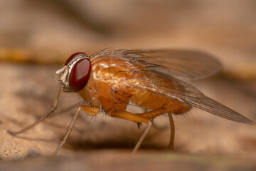 Slender Orange Bush Fly Dichaetomyia norrisi facing sideways with red eyes with texture and transparent wings