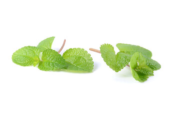 growing fresh green mint. close-up background