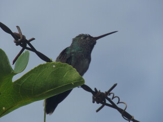 hummingbird in flight