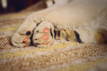 Cute kitten paws on bed. Close up.