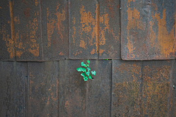 rsuty old wooden metal door with green paint