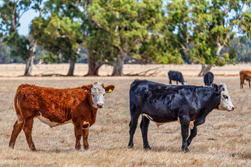 Cows grazing in the meadow at country WA Perth