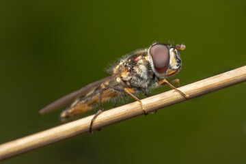 Close up shot of a Hover fly with long orange legs holding onto a stick