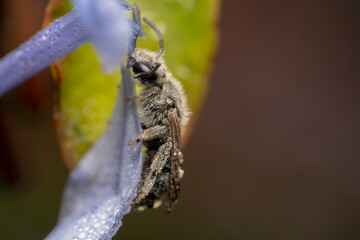 Tiny dark sweat bee halictidae hanging on the tip of a purple flower side view