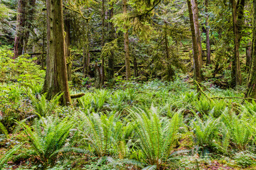 tall trees in the summer green old forest and fern on the ground.