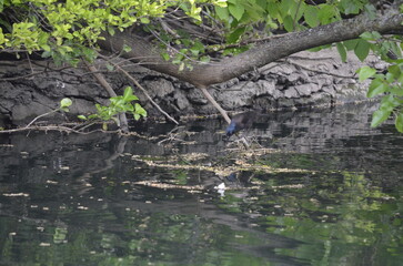 Common Grackle Looks into a Pond