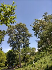 trees in the forest