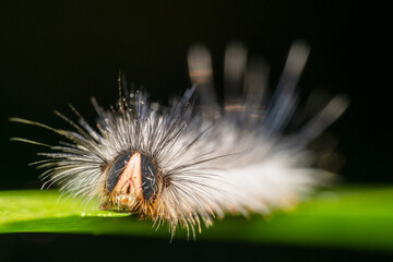 White spiky caterpillar with big eyes & pointy fur looking at the camera 