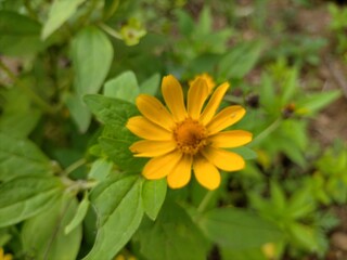 yellow flower in the garden