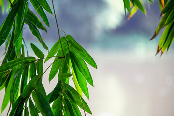 bamboo leaves in the wind