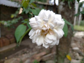Obraz na płótnie Canvas white flowers in a garden