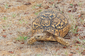 A Leopard Tortoise in Kruger Park