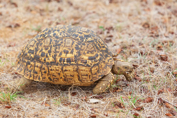 A Leopard Tortoise in Kruger Park