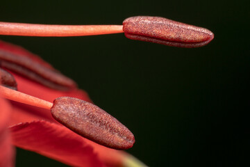 Anther of a flower that looks like the tip of a match stick