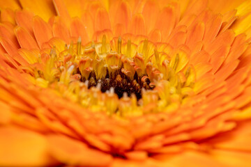 Close up shot of an orange gerbera flower with a yellow and black center - nature design
