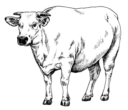 Hand drawn realistic sketch of ox   Vector illustration