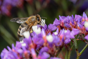 Honey bee in a garden full of purple flower