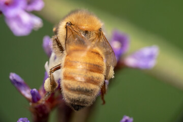 Close up shot of honey bee from the back