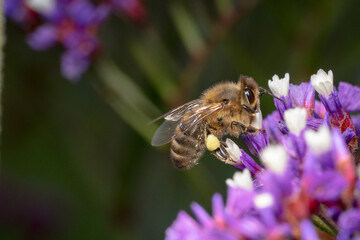 Honey bee collecting nectar on its leg