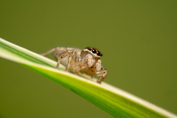 Fototapeta premium Grey coloured jumping spider with orange head and big black eyes